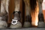 Assisi Loop 2.0 Manual tPEMF Device for Dogs, Cats, and Horses (10 cm) - Image 4