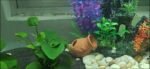 Ceramic Shelters, 2 pcs, Fish Tank Accessories, Fish House, Swim Holes Aquatic, Aquarium Cave for Freshwater and Saltwater Fish Tank, Pets to Breed, Play and Rest Decor (Pot) - Image 3