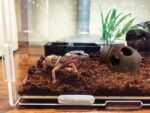 Ceramic Shelters, 2 pcs, Fish Tank Accessories, Fish House, Swim Holes Aquatic, Aquarium Cave for Freshwater and Saltwater Fish Tank, Pets to Breed, Play and Rest Decor (Pot) - Image 4