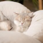 CHEERHOME PETS Elevated Cat Bed Wooden with Cushion Fluffy Pet Couch Sofa for Indoor Cats Raised Kitty Lounge Chair Suitable for Puppy, Cat Furniture(White) - Image 5