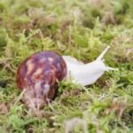 Natural Moss for Pet Snails, Perfect Pet Snail Supplies for Maintain The Humidity Levels in The Enclosure - Image 3