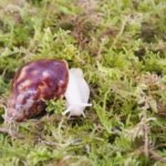 Natural Moss for Pet Snails, Perfect Pet Snail Supplies for Maintain The Humidity Levels in The Enclosure - Image 4