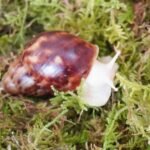 Natural Moss for Pet Snails, Perfect Pet Snail Supplies for Maintain The Humidity Levels in The Enclosure - Image 5