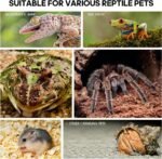 Acrylic Jumping Spider Habitat, Insect Terrarium, Bug Enclosure, Praying Mantis Habitat, Frog Enclosure - Image 5