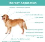 Red Light Therapy for Dogs - 12x 650 nm & 1 x808nm Infrared Red Light Therapy Vet Device, Portable Therapy Device for Pain Relief Arthritis, Spinal, Promote Blood Circulation - Image 5