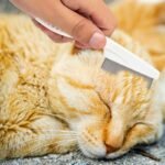 Pet Hair Comb, 2025 New Multifunctional Pet Grooming Brush Pet Hair Comb Tear Stain Removal, Fine-Tooth Stainless Grooming Massage Comb Stainless for Small Dogs Puppies - Image 5