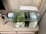 Small Nano Tall Rimless Tank, Glass Fish Tank, Betta Fish Tank, Aquarium (2.85 Gal, 11.8x6.7x7.8 inch) - Image 4