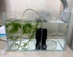 Small Nano Tall Rimless Tank, Glass Fish Tank, Betta Fish Tank, Aquarium (2.85 Gal, 11.8x6.7x7.8 inch) - Image 5