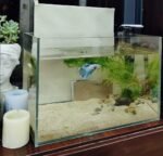 Small Nano Tall Rimless Tank, Glass Fish Tank, Betta Fish Tank, Aquarium (2.85 Gal, 11.8x6.7x7.8 inch) - Image 6