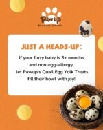 PAWUP Freeze Dried Cat & Dog Treats, Natural Quail Egg Yolk, Single Ingredient, High-Protein Pet Snacks for Skin & Coat Health, No Artificial Additives, 9.2 oz - Image 8