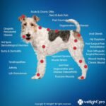 SHINE VetLight® Pro Portable Red Light Device for Pet Wellness - Professional-Grade Therapy for Home Use - Image 4