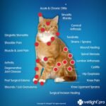 SHINE VetLight® Pro Portable Red Light Device for Pet Wellness - Professional-Grade Therapy for Home Use - Image 5