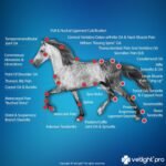 SHINE VetLight® Pro Portable Red Light Device for Pet Wellness - Professional-Grade Therapy for Home Use - Image 6