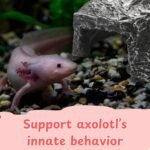 Axolotl Hide with Fish Feeding Dish Set, Axolotl Hideout for Aquariums, Bowl and Aquarium Hides for Axolotls Reptile Tortoise Fish, Hides for Tank, Turtle Tanks Decorations (Rock, M) - Image 5