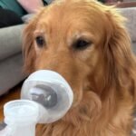 WhaleSing Pet Aerosol Chamber Inhaler Spacer for Cats and Small Dogs (with Indicator) - Image 6