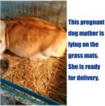 Grass Mat Woven Bed Mat for Small Animal Bunny Bedding Nest Chew Toy Bed Play Toy for Guinea Pig Parrot Rabbit Hamster Rat(Pack of 3) - Image 5