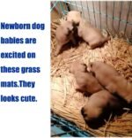 Grass Mat Woven Bed Mat for Small Animal Bunny Bedding Nest Chew Toy Bed Play Toy for Guinea Pig Parrot Rabbit Hamster Rat(Pack of 3) - Image 6