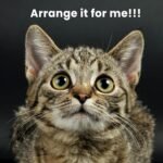 SHA CERLIN 68 Inches Multi-Level Large Cat Tree for Large Kitties/Big Cat Tower with Condo/Cozy Plush ‌Pussycat Perches/Sisal Scratching Posts and Hammocks/Activity Center/Grey - Image 7