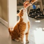 ABSONE Dog Clicker for Training with Wrist Strap, Training Clicker for Puppy, Cat, Potty, Bird, Horse, Pet, Dog Clicker Trainer Training Tools, Behavior Aids, 2 Pack Black and Green - Image 6