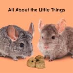 Kaytee Super C Bites Treat For Pet Guinea Pigs, Adult Rabbits, Chinchillas, and Other Small Animals, Cranberry and Orange, 4 oz - Image 9