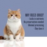 Whole Life Cat Just One Turkey Freeze Dried Cat Treats - Human Grade High Protein Food, Healthy Training Snacks, Freeze Dried Turkey Food Toppers, USA Made Natural Treats - 2.5 oz (Pack of 1) - Image 5