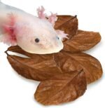 SunGrow 10 Pack Axolotl Indian Almond Leaves for Aquarium, 5-Inches, Catappa Leaf Soothes Pet’s Slime Skin, Aquarium Water Conditioner Leaves Improves Tank Water Quality, Speeds Up Recovery Process - Image 2